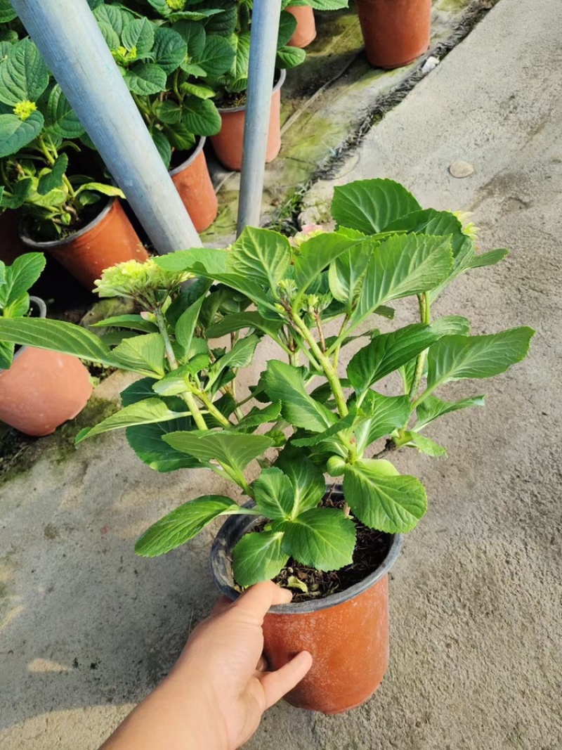 绣球花，八仙花，绿化绣球基地各种规格，品种多！