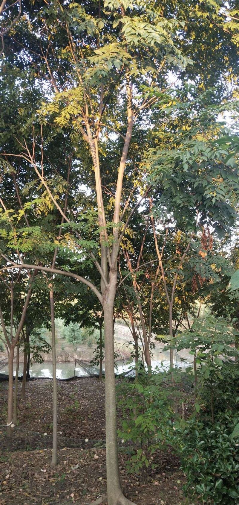栾树