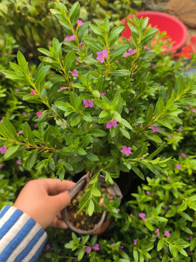 满天星造型