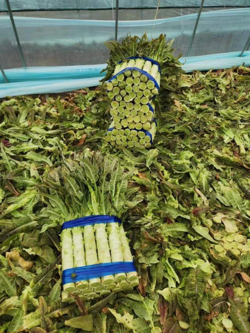 莴笋红叶莴笋无空心一手货源产地供应质量保证诚信经营