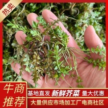 沂蒙山纯野生荠菜、仿野生荠品质保证。常年供应电商平台市场