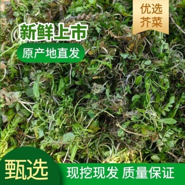 荠菜大量供应:加工厂、市场、电商、商超、社区。量大从优。