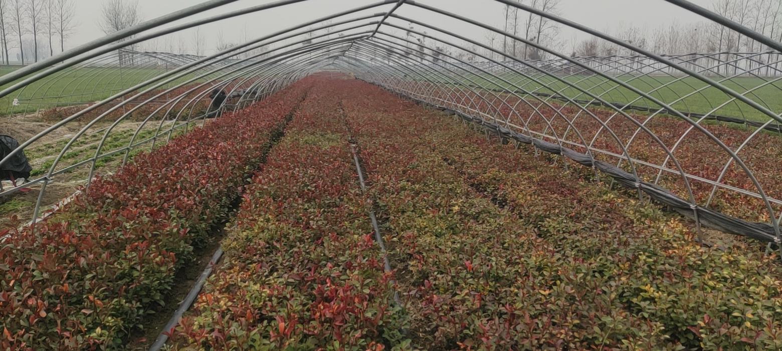 现代化红叶石楠育苗大棚内部场景