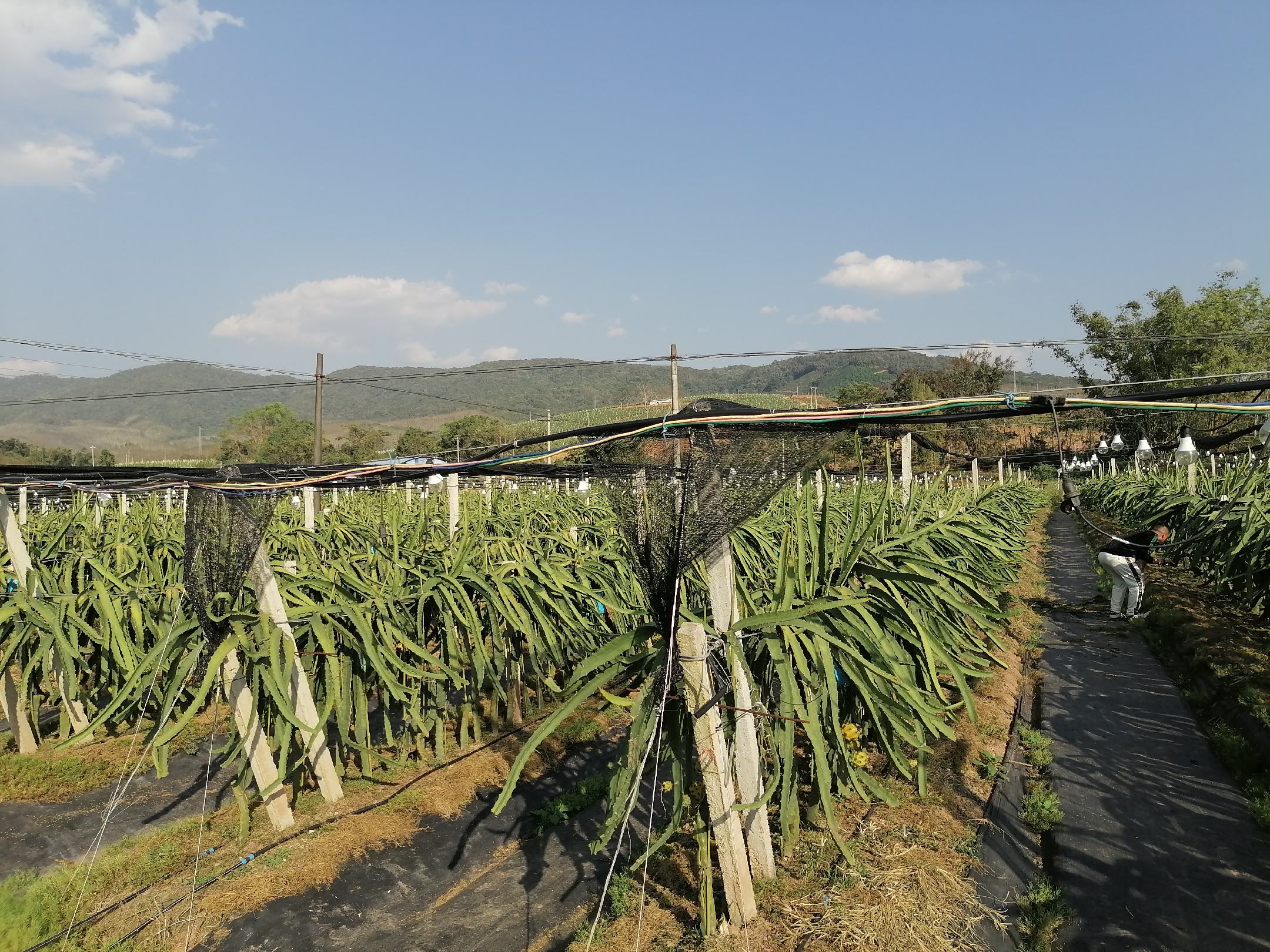 火龙果与香蕉对比种植场景