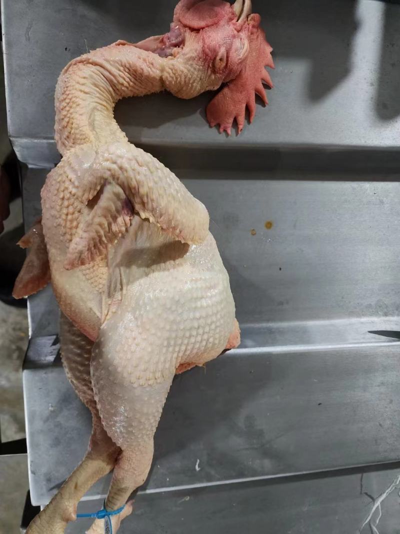 麻公鸡