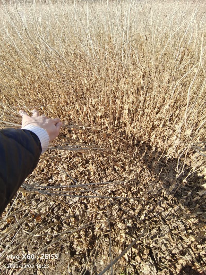 红花忍冬小苗金银忍冬苗金银木苗自家苗圃货源充足