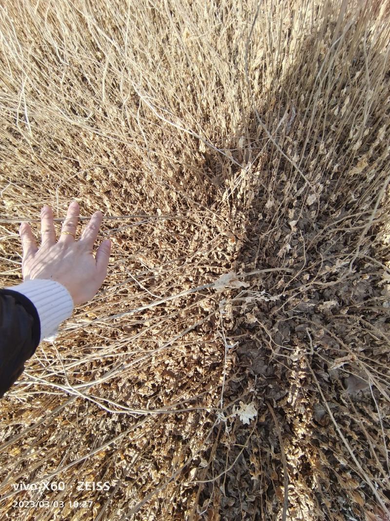 红花忍冬小苗金银忍冬苗金银木苗自家苗圃货源充足