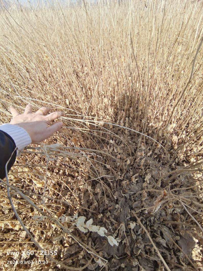 红花忍冬小苗金银忍冬苗金银木苗自家苗圃货源充足