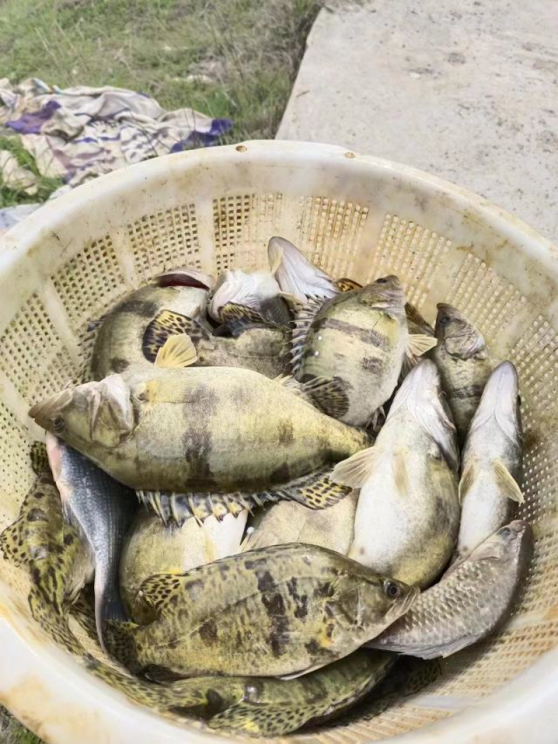 鳜鱼，新鲜鳜鱼，大小可选，量大优惠，欢迎来电咨询