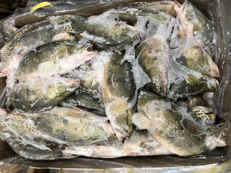 鳜鱼，新鲜鳜鱼，大小可选，量大优惠，欢迎来电咨询