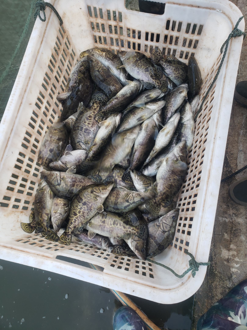 鳜鱼，新鲜鳜鱼，大小可选，量大优惠，欢迎来电咨询