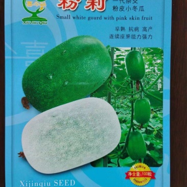 粉莉粉皮水果小冬瓜杂交早熟白肉口感香糯高产