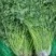 山东库存香菜大量出售