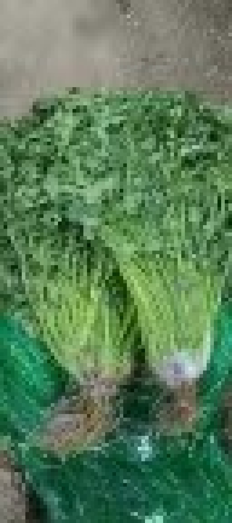 山东库存香菜大量出售