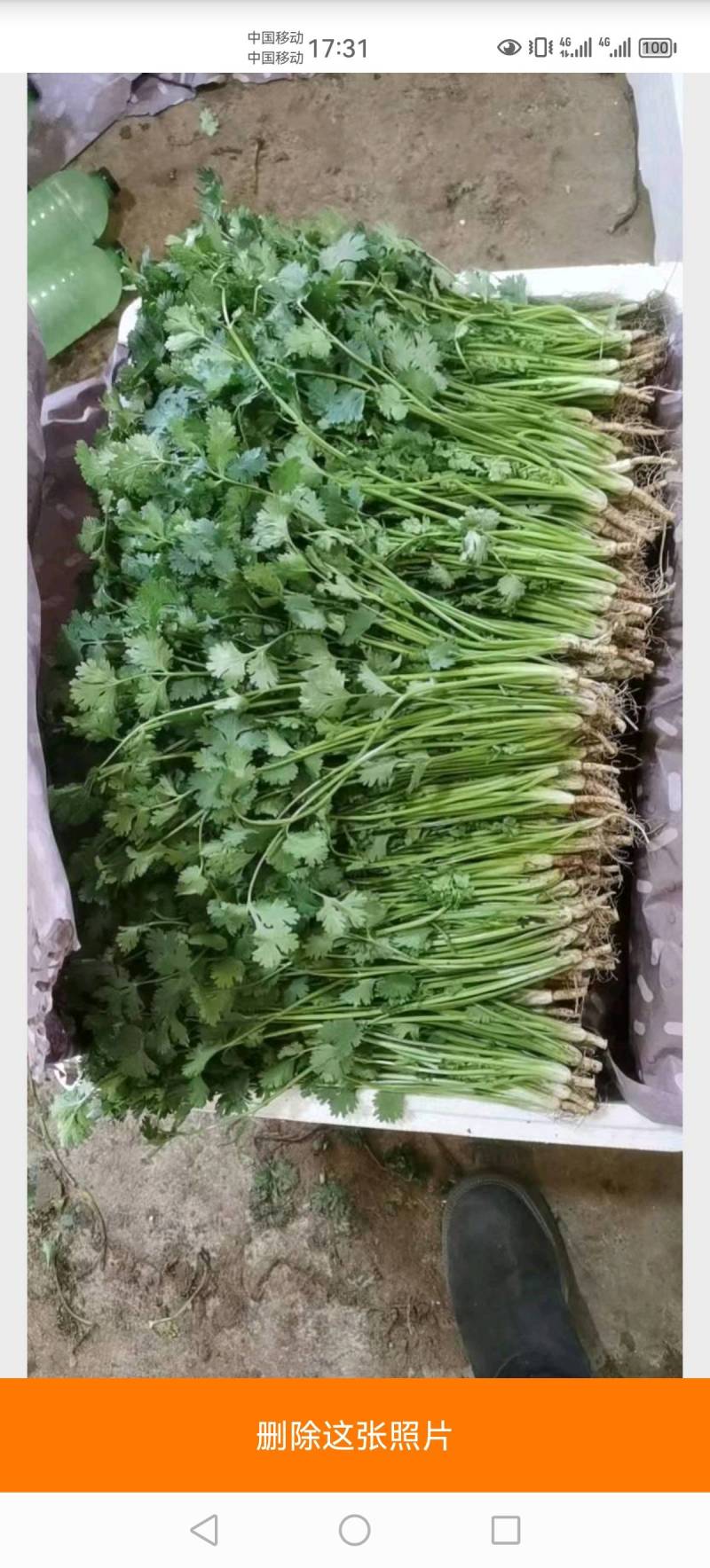 山东库存香菜大量出售