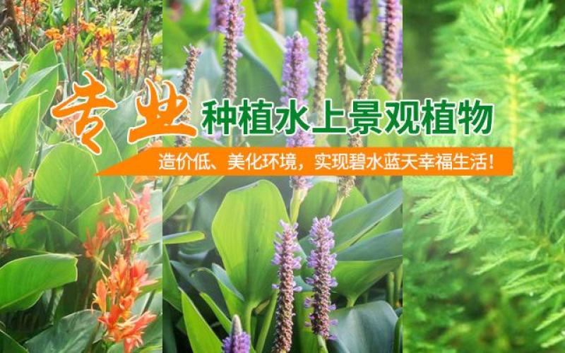水葱，水葱苗，白洋淀水葱苗根壮，成活率高技术指导