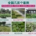 水葱，水葱苗，白洋淀水葱苗根壮，成活率高技术指导