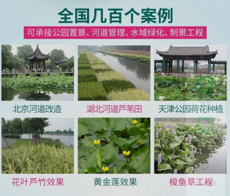 水葱，水葱苗，白洋淀水葱苗根壮，成活率高技术指导