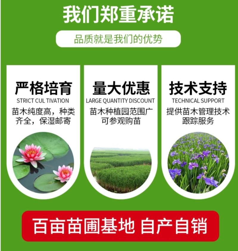 水葱，水葱苗，白洋淀水葱苗根壮，成活率高技术指导