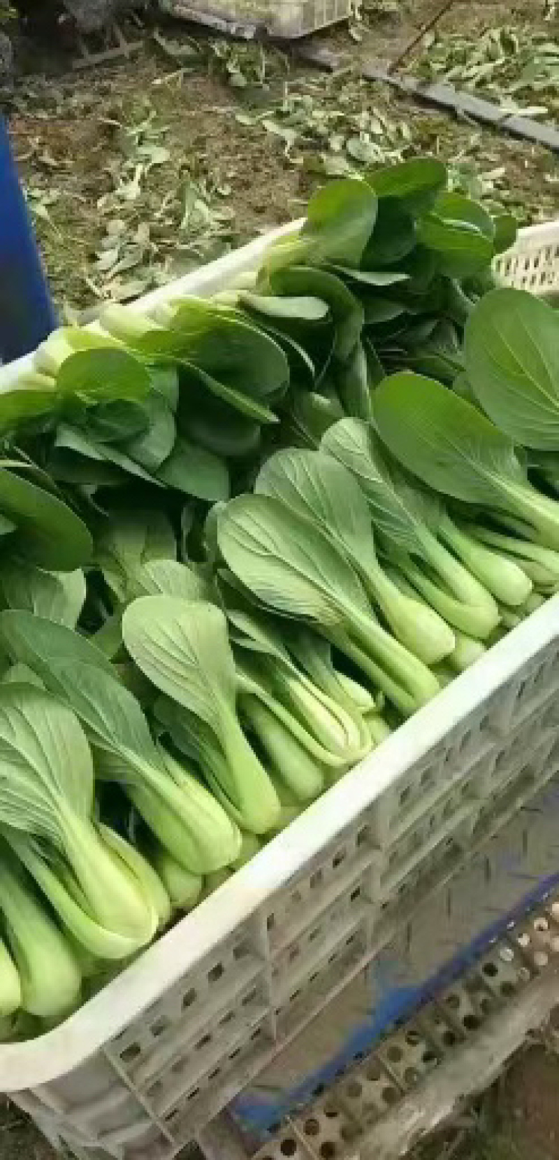 【推荐】精品上海青大量上市货源充足品质保证欢迎选购