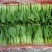 【推荐】精品上海青大量上市货源充足品质保证欢迎选购