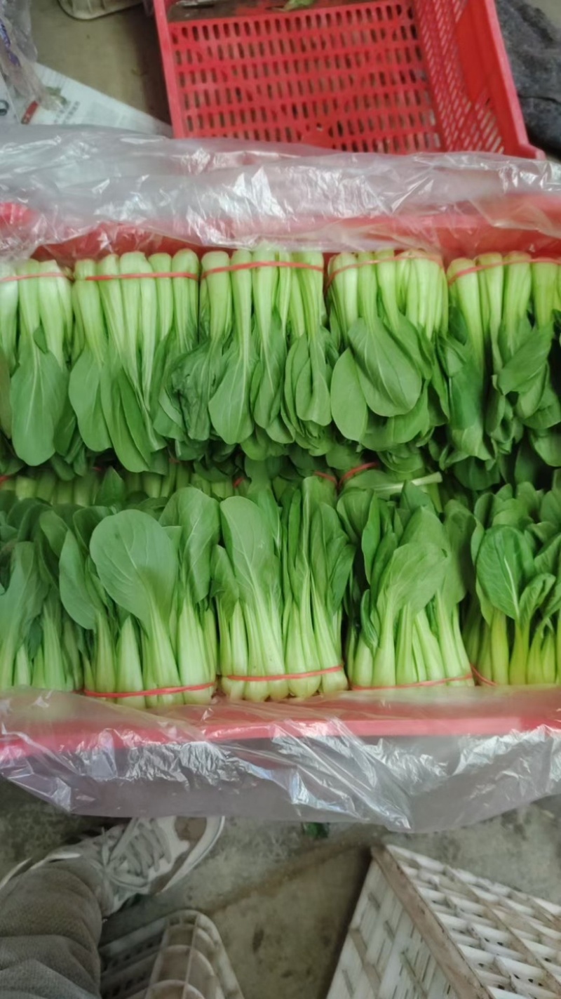 【推荐】精品上海青大量上市货源充足品质保证欢迎选购