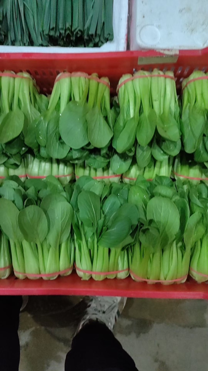 【推荐】精品上海青大量上市货源充足品质保证欢迎选购