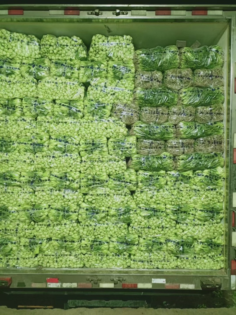 【推荐】精品上海青大量上市货源充足品质保证欢迎选购