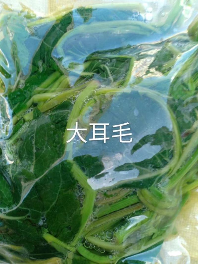 东北特色山野菜速冻包装！纯野生山菜，嫩菜！