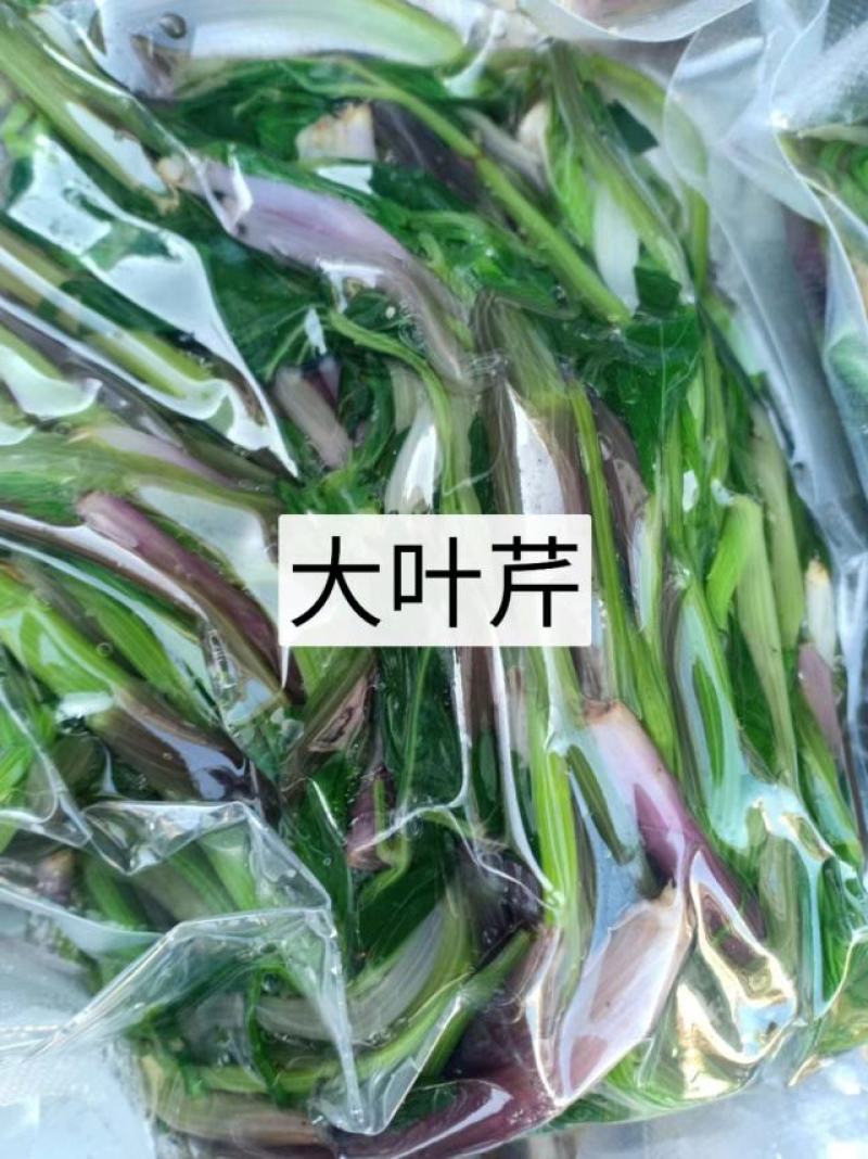 东北特色山野菜速冻包装！纯野生山菜，嫩菜！