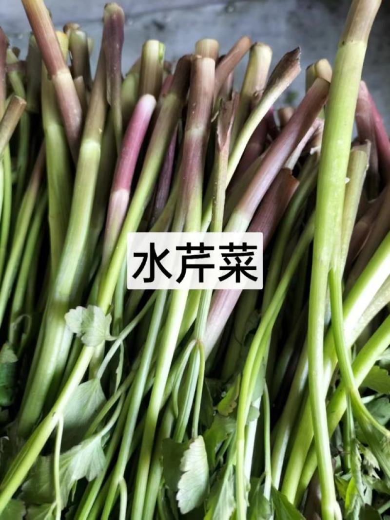 东北特色山野菜速冻包装！纯野生山菜，嫩菜！