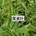 东北特色山野菜速冻包装！纯野生山菜，嫩菜！