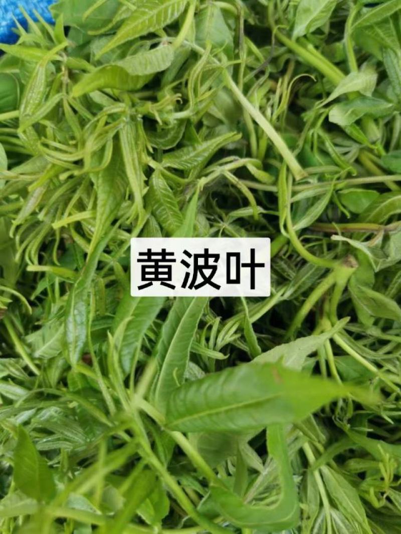 东北特色山野菜速冻包装！纯野生山菜，嫩菜！