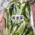 东北特色山野菜速冻包装！纯野生山菜，嫩菜！