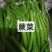 东北特色山野菜速冻包装！纯野生山菜，嫩菜！