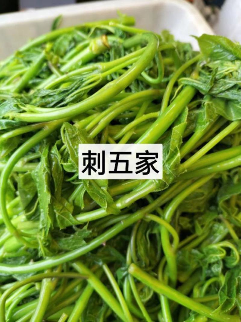 东北特色山野菜速冻包装！纯野生山菜，嫩菜！