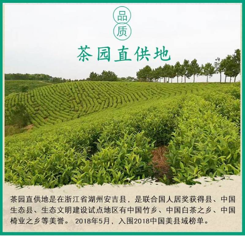 安吉白茶2023年新茶开园头采正宗原产地森鹤白茶顺丰包邮