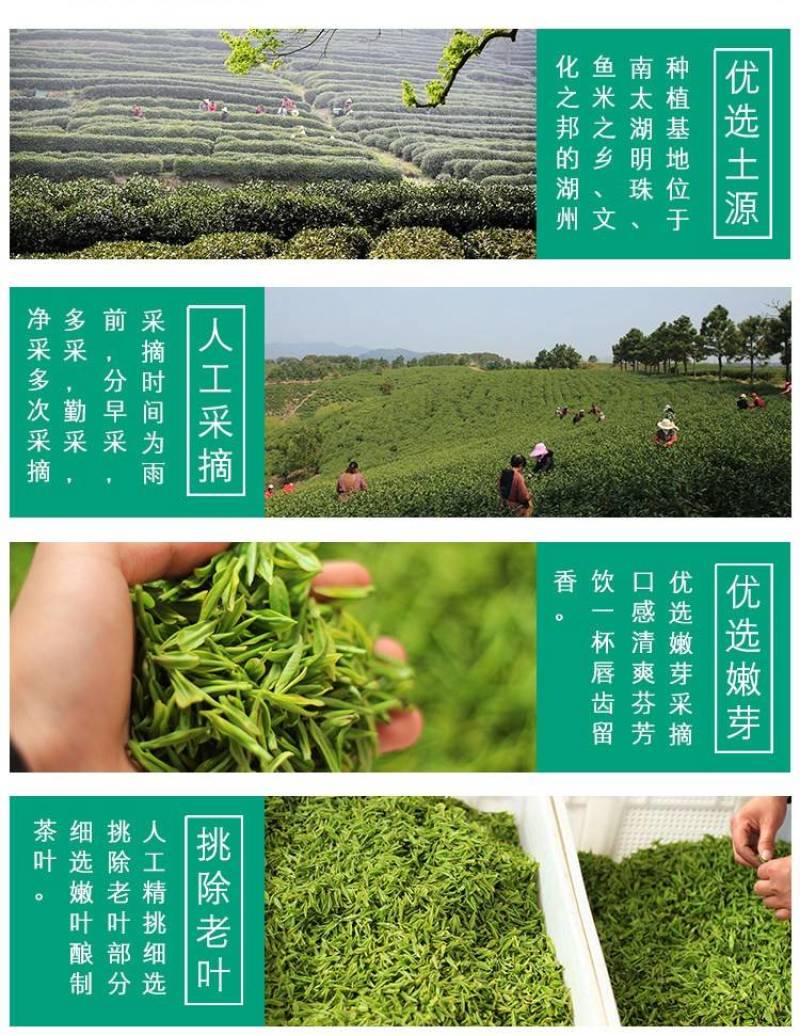 安吉白茶2023年新茶开园头采正宗原产地森鹤白茶顺丰包邮