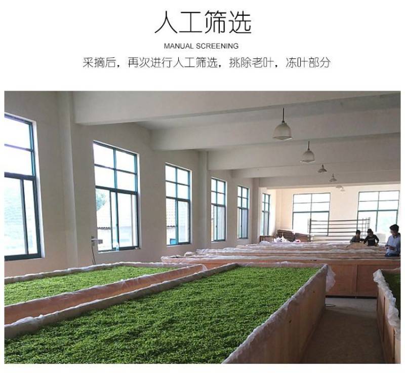 安吉白茶2023年新茶开园头采正宗原产地森鹤白茶顺丰包邮