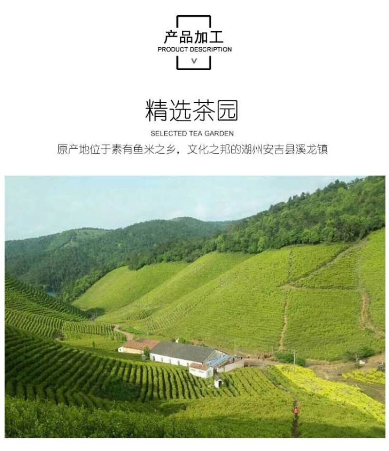 安吉白茶2023年新茶开园头采正宗原产地森鹤白茶顺丰包邮