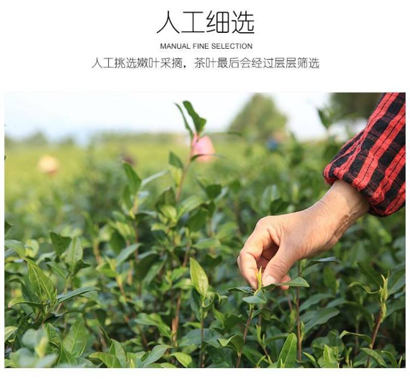 安吉白茶2023年新茶开园头采正宗原产地森鹤白茶顺丰包邮