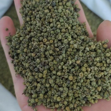 吴茱萸