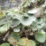 镜面草绿植绿化