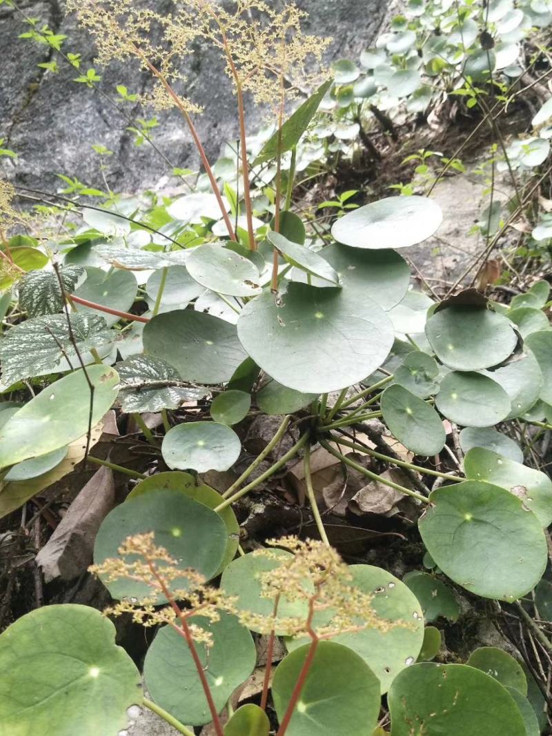 镜面草绿植绿化