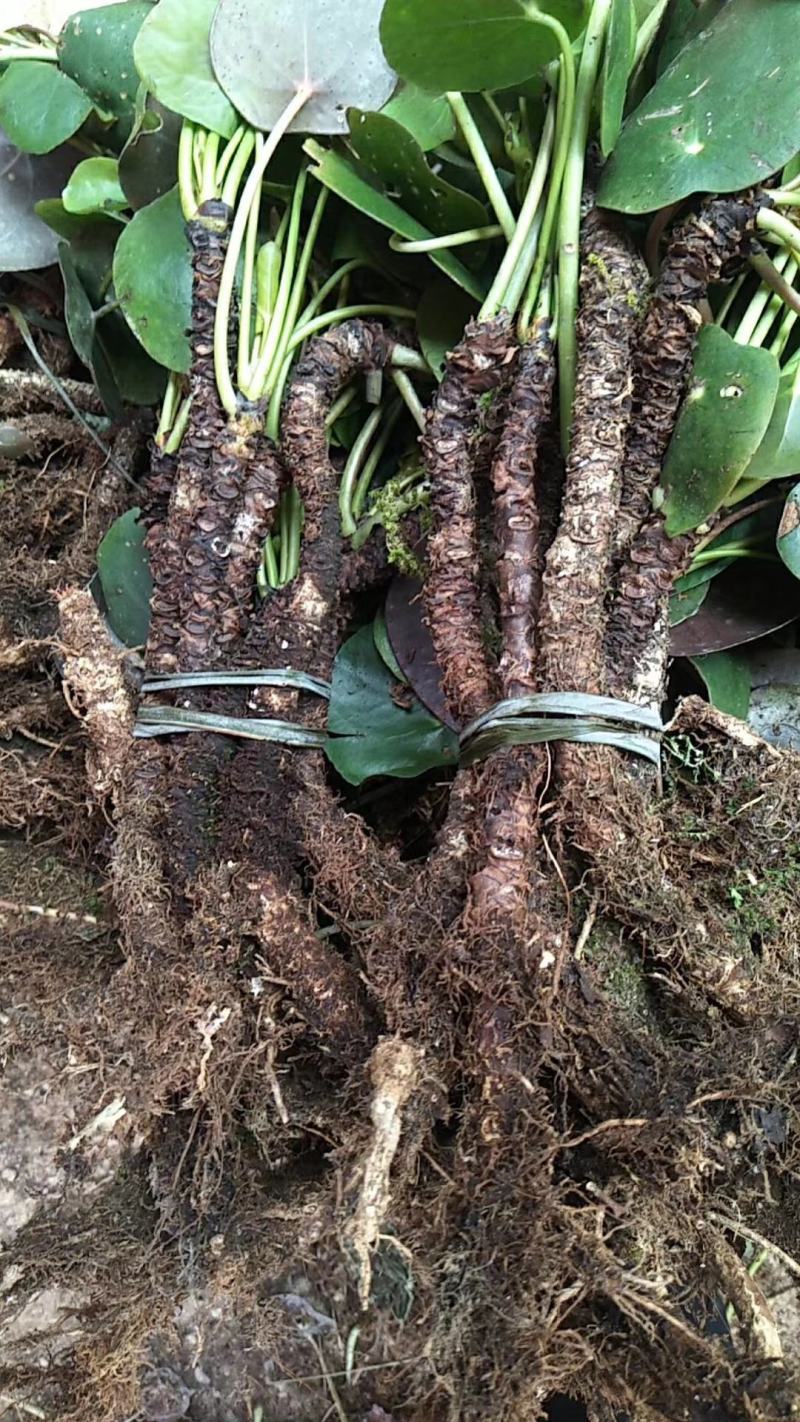 镜面草绿植绿化