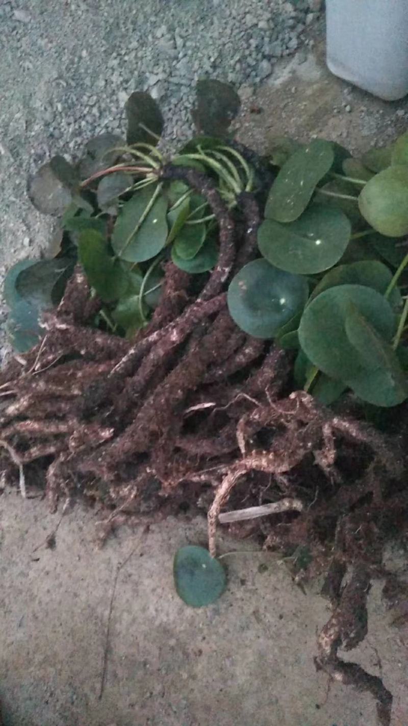 镜面草绿植绿化