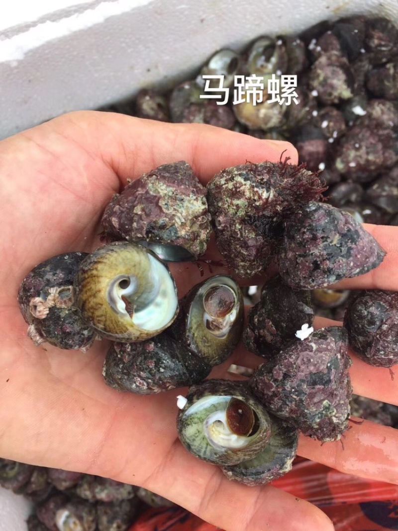 海螺深海货源