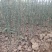 枳壳苗基地直供一手货源批发保证成活率欢迎合作