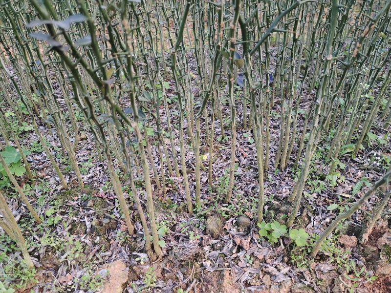 枳壳苗基地直供一手货源批发保证成活率欢迎合作