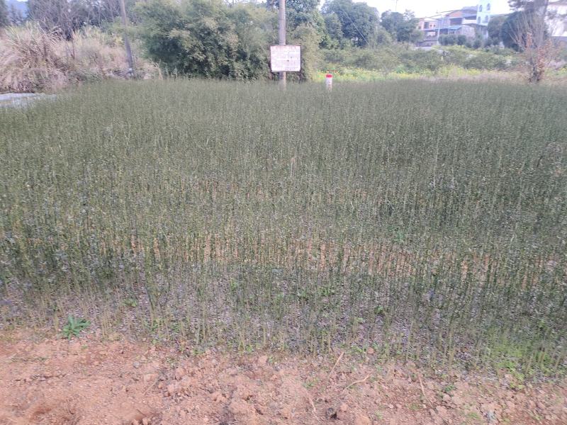 枳壳苗基地直供一手货源批发保证成活率欢迎合作